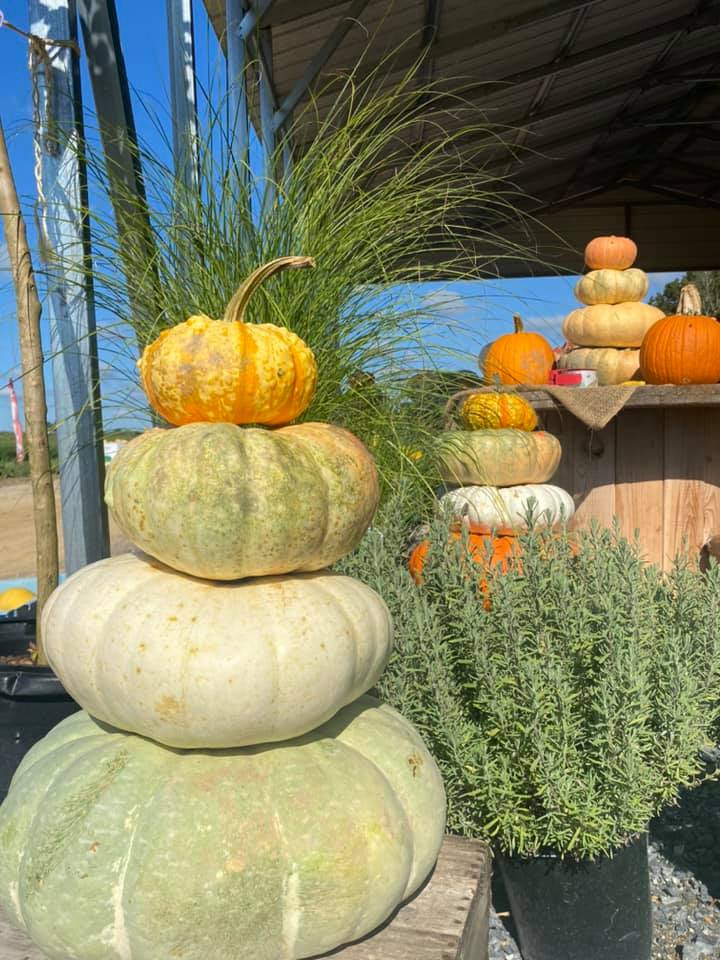 Featured image for “East Gate Farms offers fall decorating tips”