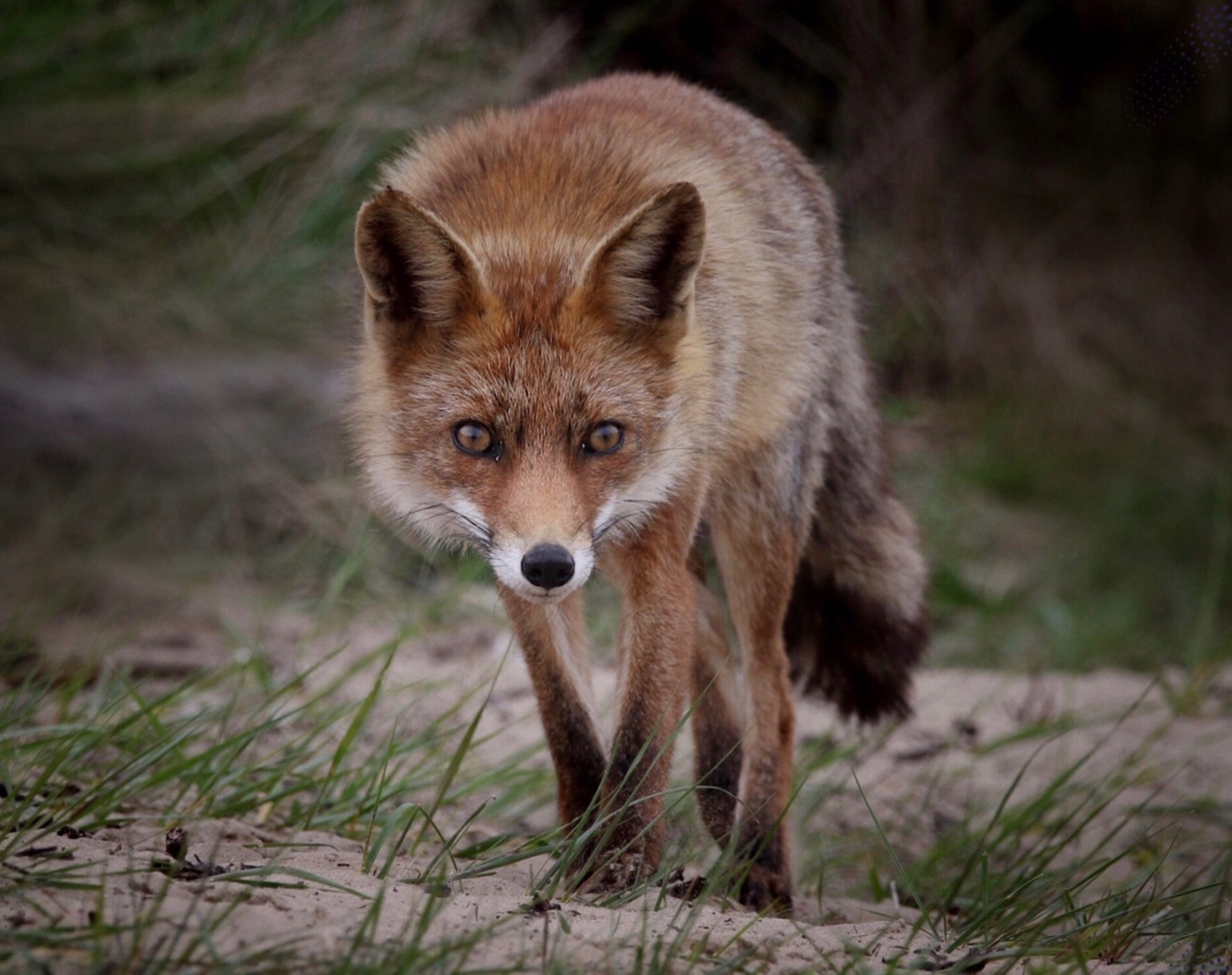 Greenwood fox tests positive for rabies; bitten resident starts treatment |  Milford LIVE! – Local Delaware News, Kent and Sussex Counties