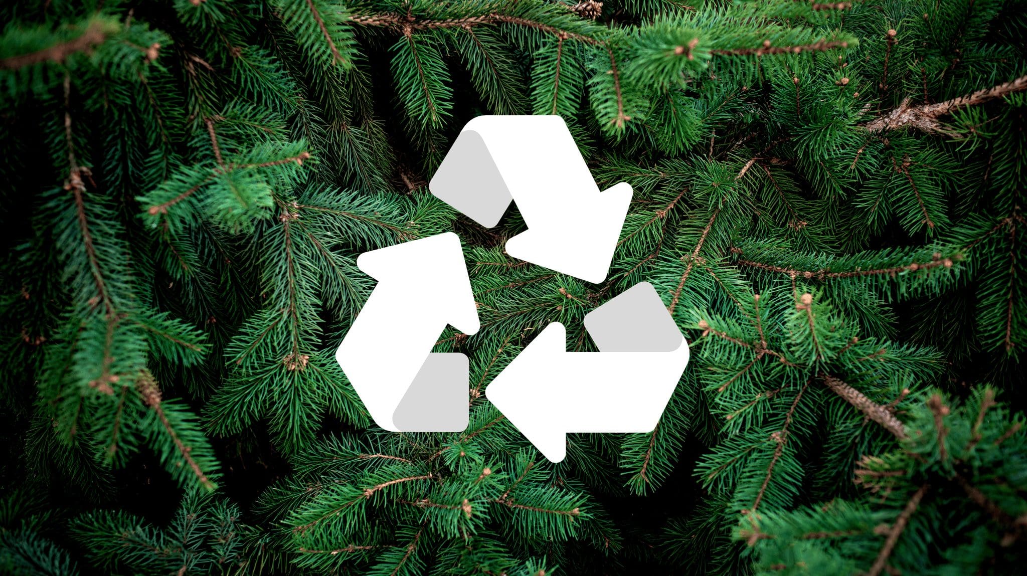 Dec. 26 is coming. Here's how to recycle your Christmas tree