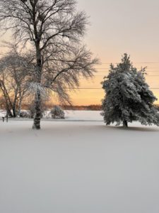 Major snowstorm kicks off 2022 11 a tree covered in snow