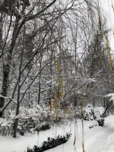 Major snowstorm kicks off 2022 10 a tree covered in snow