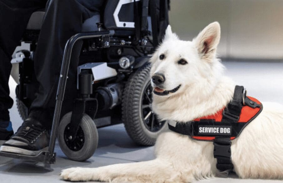 Featured image for “New bill could penalize those lying about service animal”