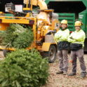 Delaware Roundup -- Tree Recycling