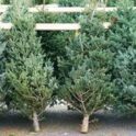Delaware Roundup -- Tree Recycling