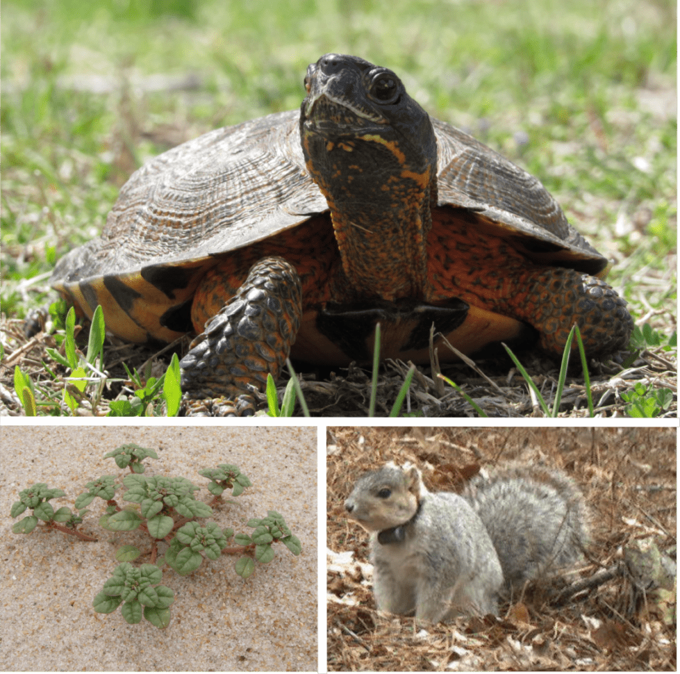DNREC is seeking public input on their wildlife plan and updated list of more than 1,000 at-risk species.