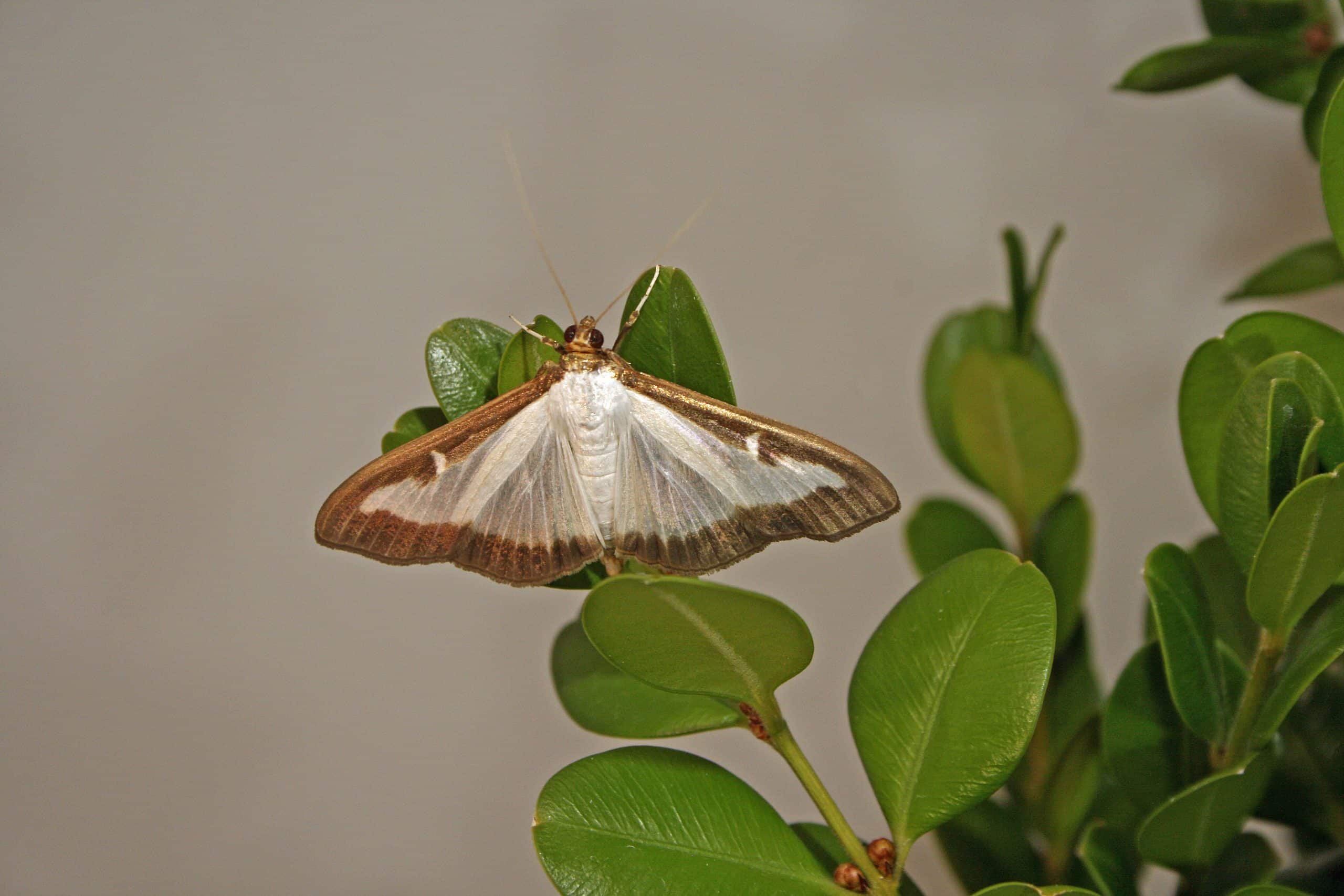 Featured image for “Box Tree Moth confirmed in New Castle County”