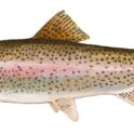 Delaware’s Downstate Pond Trout Season to Open with Youth-Only Day March 7