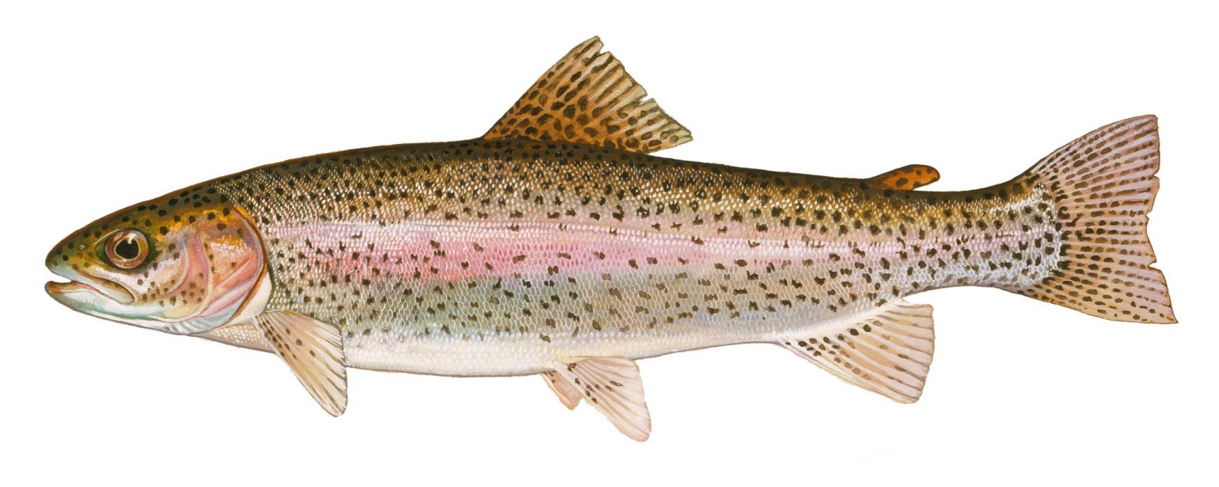 Delaware’s 2026 downstate pond trout season opens with a youth-only day for anglers under 16 on March 7, followed by the regular season for all anglers on March 8. (Photo courtesy of Delaware DNREC.)