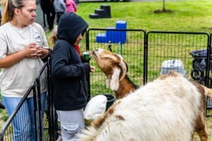 A child feeds a goat at the Bug and Bud Festival.