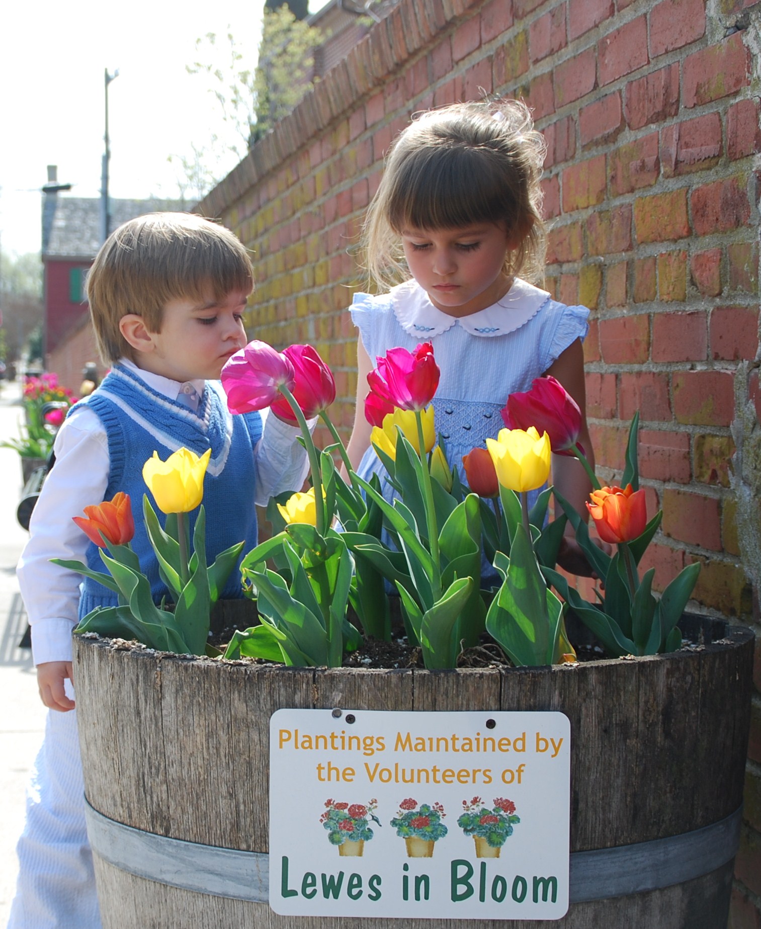 The Lewes Chamber of Commerce and Lewes in Bloom will host the 17th annual Lewes Tulip Celebration from April 1–19, featuring thousands of tulips, public plantings and community activities throughout the historic coastal town. (Photo courtesy of Lewes Chamber of Commerce.) 