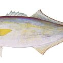 Delaware increases recreational bluefish possession limits for anglers