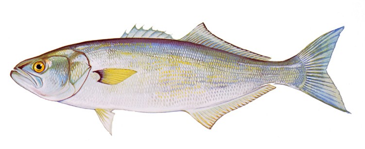 Delaware increases recreational bluefish possession limits for anglers 3 Delaware anglers will be allowed to keep more bluefish beginning in 2026 under revised DNREC regulations. (Photo courtesy of Delaware.gov)