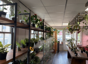 Plants