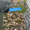 Delaware Center for the Inland Bays Brings Back Oyster Gardening Program