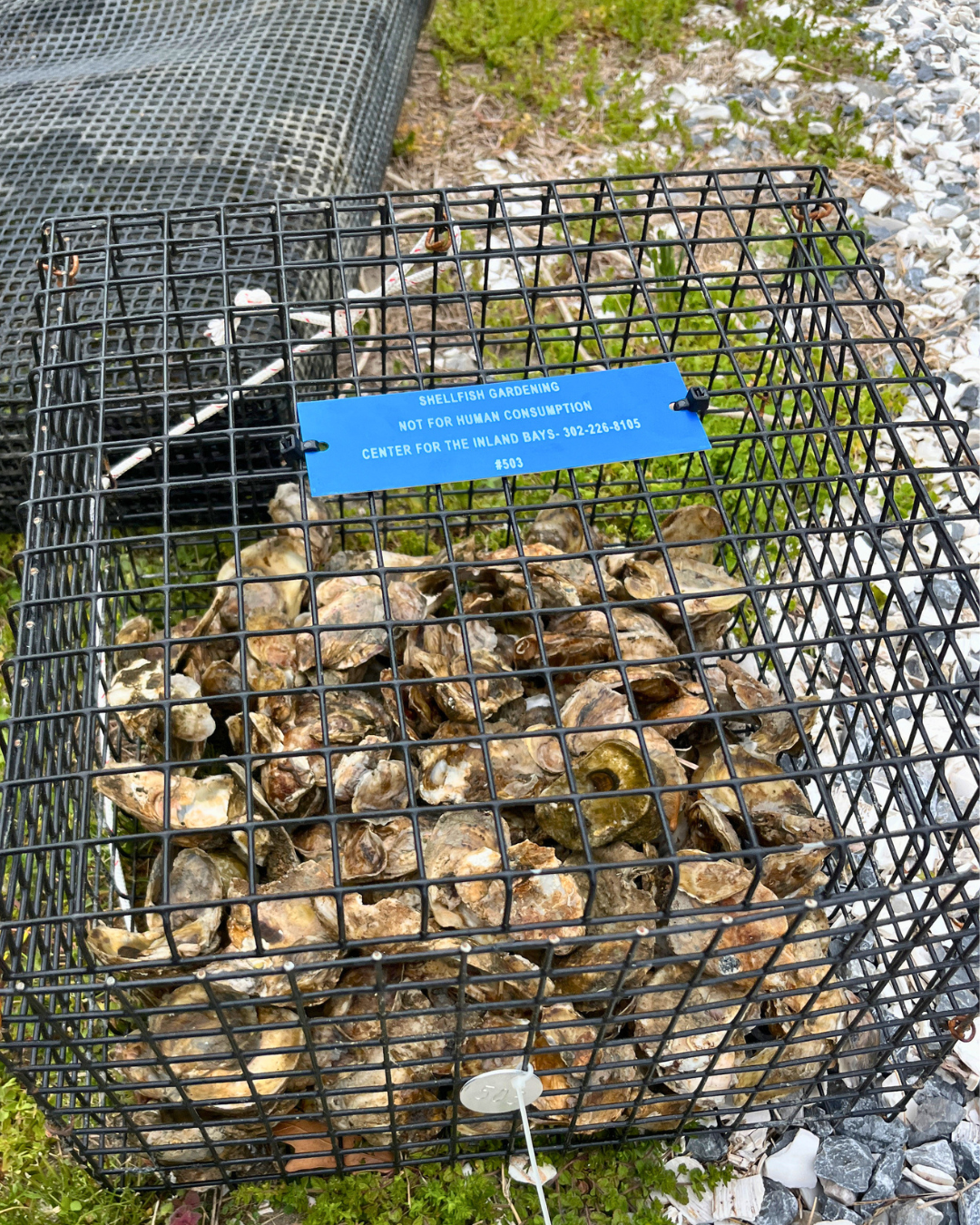 The Delaware Center for the Inland Bays has brought back its Oyster Gardening Program, giving waterfront residents a chance to support oyster restoration efforts. (Photo courtesy of The Delaware Center for the Inland Bays.)